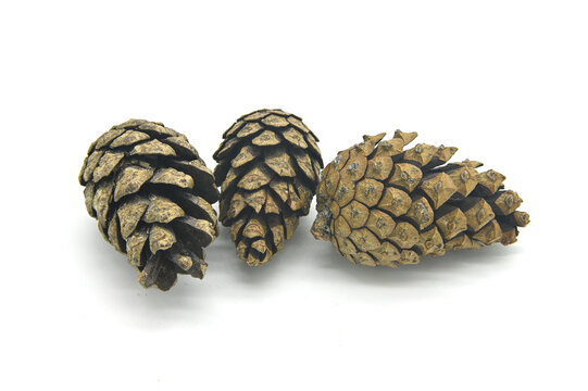 three pine cones on a white background