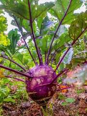 Wide angle close-up view of a rutabaga root and plant captured in a farm near the colonial town of Villa de Leyva, in central Colombia.