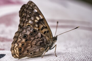 locust and butterfly resting after rain shower