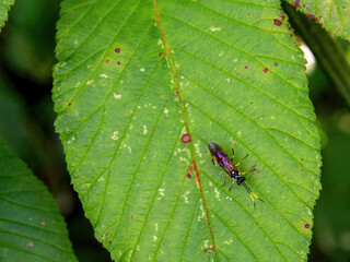 Macro photography of a tiny parasitic wasp on an alder leaf, capturedin a forest near the colonial town of Villa de Leyva in central Colombia.