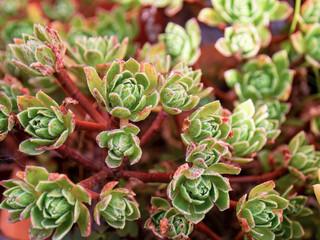 Close-up photography of tiny aeonium succulent plants, captured in a garden near the colonial town of Villa de Leyva in central Colombia.