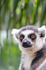 ring tailed lemur, sitting observing its environment, hairy animal, cousin of the monkey or apes