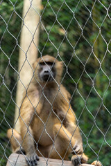 vervet monkey, Cercopithecus pygerythrus, caged at the zoo, mexico