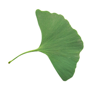 Green ginkgo biloba leaf isolated.