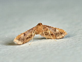 Rosy tabby moth. Endotricha flammealis    