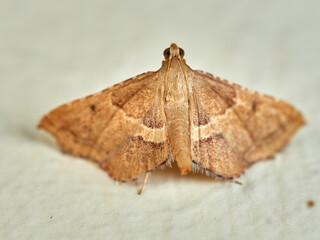 Rosy tabby moth. Endotricha flammealis    