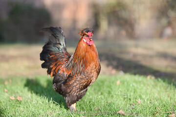 Red rooster standing free range in garden