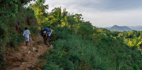 kogi indigena with his mule hicking