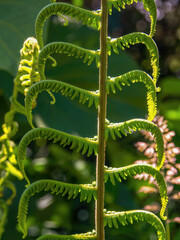 Macro photography of young fern fronds with the morning sun, captured in a garden near the colonial town of Villa de Leyva in central Colombia.