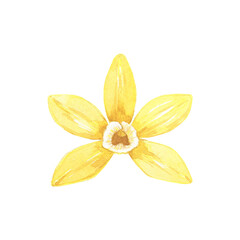 Watercolor yellow vanilla flower. Illustration of blooming flower. Hand drawn flavor ingredient for food, menu, recipe, label, packaging design.