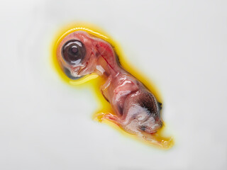 Close up of unborn embryo of chicken