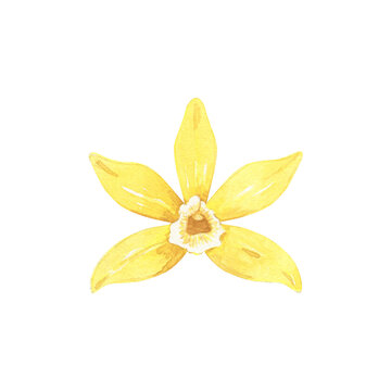 Watercolor yellow vanilla flower. Illustration of fragrant flower. Hand drawn flavor ingredient for food, menu, recipe, label, packaging design.