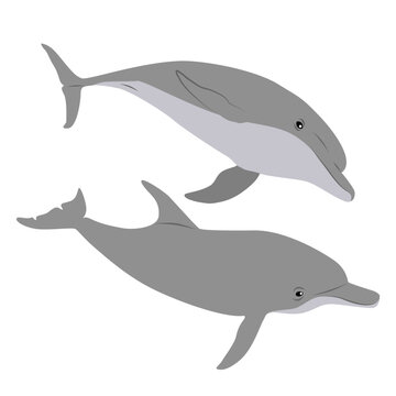 Collection of two Common bottlenose dolphins. Dolphins Tursiops truncatus swim in the water. Realistic vector secondary water mammals
