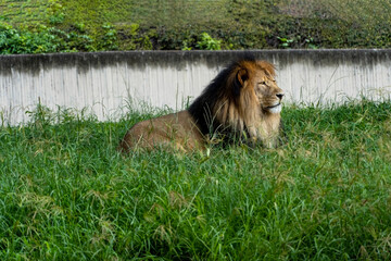 lion sitting resting on the grass, zoo guadalajara mexico