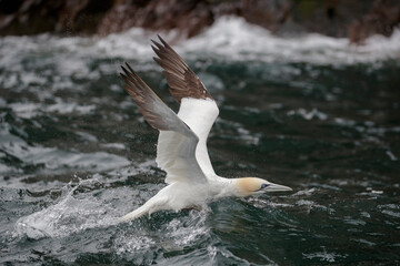 Bass Rock island, colony of northern gannets, Scotland