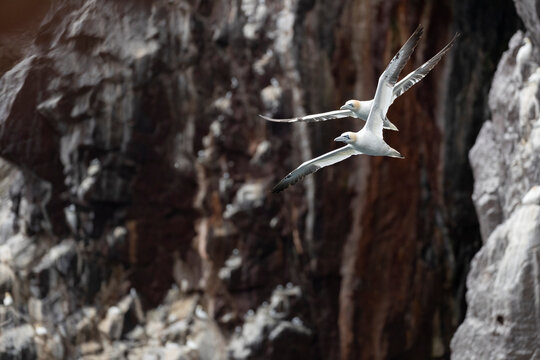 Bass Rock Island, Colony Of Northern Gannets, Scotland