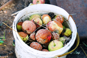 Rotten apples in a bucket in the garden. Fertilizer from rotten apples