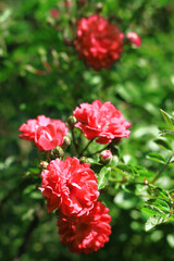Flowers of red climbing roses closeup