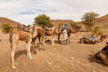 Berber man preparing a camel caravan for a hike. Loading things on camels.