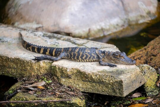 Baby alligator on the rock