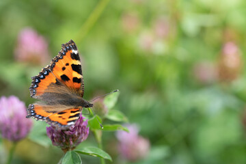 A small orange butterfly, a 'little tortoiseshell' (Aglais urticae), sits on wild clover, in a meadow in summer.