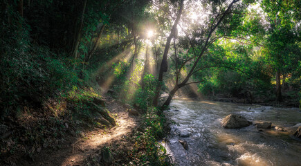 Obraz premium morning in the forest river