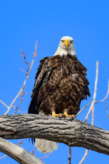 Bald Eagle