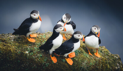 Group of Puffins on Cliff