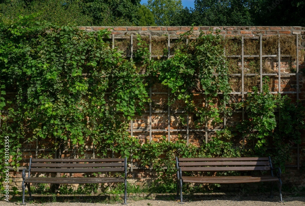 Wall mural Row of benches under the old wall overgrown with leaves in an old city in Germany