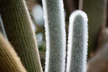 Cleistocactus Strausii (Silver Torch) cactus close up on the wooly spikes.