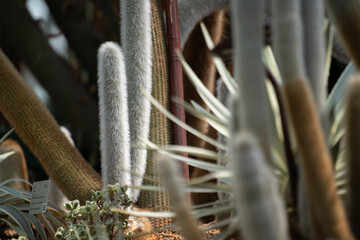 Cleistocactus Strausii (Silver Torch) cactus close up on the wooly spikes.