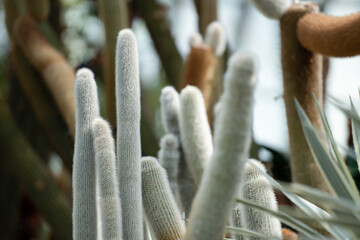 Cleistocactus Strausii (Silver Torch) cactus close up on the wooly spikes.