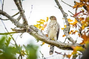 Cooper's Hawk