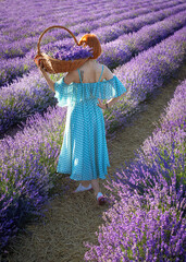 Beautiful young girl in hat with basket in the lavander fields - 531104105