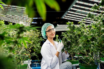 Medical concept. Researchers specializing in medical cannabis research.CBD cannabis Cannabis scientists are investigating the quality of cannabis in cultivation plants. Hemp, , medicinal herbs.