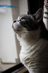 外を見つめる猫