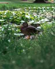 duck beside a pond
