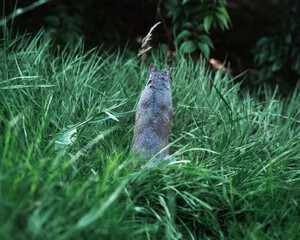 Squirrel with its back to the camera 