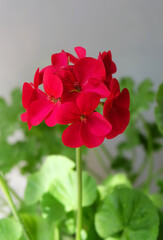 Bright scarlet pelargonium (Pelargonium zonale) on a gray background, selective focus, vertical orientation.