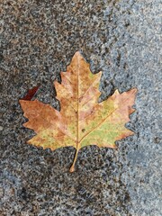 autumn dried leaf in the rain