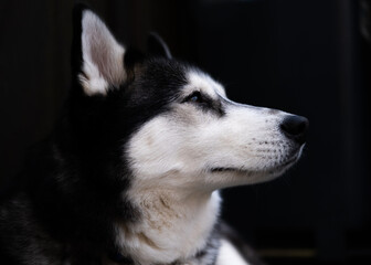 husky dog portrait