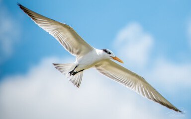 Florida Seagull