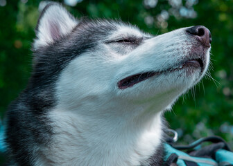 siberian husky dog looking up