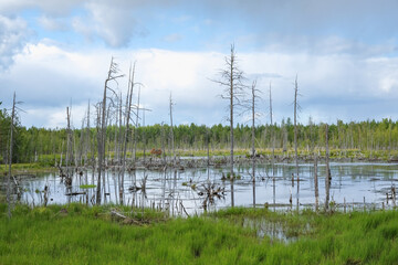 Dry trees in swamps against a blue sky with clouds. Dead trees in the swamp, in the forest. Cloudy sky in a forest with a swamp. Dry tree trunks in the swamp.