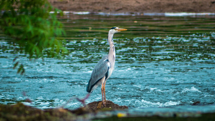great blue heron in the water