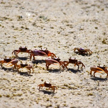 Crab Clutter