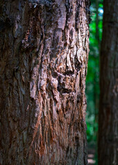 face in a California redwood tree
