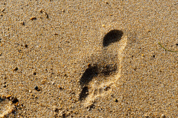 Footprints in the sand on the beach