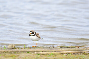 Semipalmated Plover