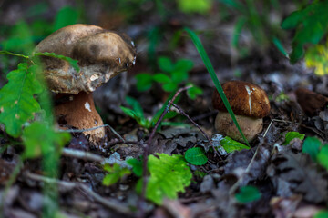 Two boletus edulis porcini mushrooms on the ground in a forest. Close up of Boletus reticulatus in nature